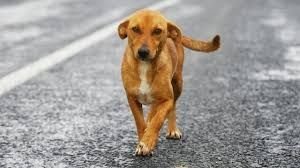 Animals on Roads
